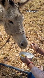 Filemo🫏 es bien Etîcősö #turosmery #campo #Filemon | Tu Rosmery