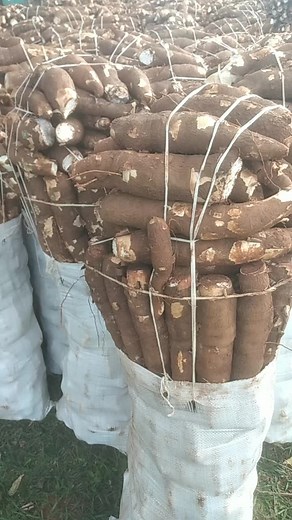 eladiojara847 on TikTok