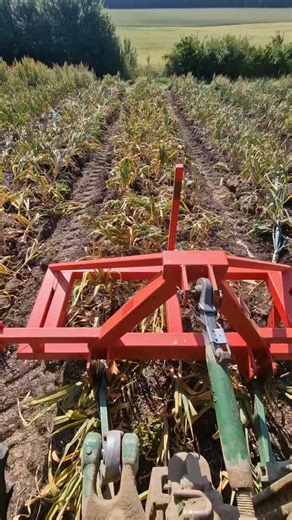 Récolte de l’ail #maraichagebio #maraichagetechnique | Maraichage Technique