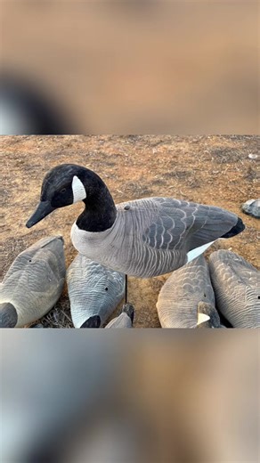 Canada goose decoys, dusty from sitting but can still use them. - 14 mayhem full bodies - 8 shells - 2 large finishers - 6 red head full bodies - 12 white rock socks All decoys are dusty and will clean up great, I do have the stakes for the mayhems. Selling all together will not split up $350obo #sitka #waterfowlhunters #waterfowl #huntingtiktok #decoy