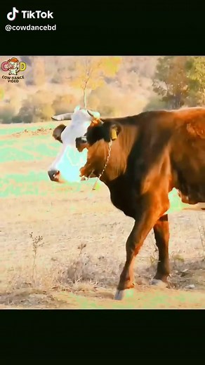 Cow Dance Video: Laughter with Adorable Dancing Cows!