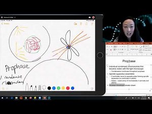 Chapter10 video #2 Cell Division