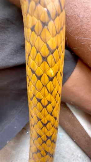 #wildlife #snakebite #snakevideo #viral #animals #ratsnake #snake ​@chitransh_Bhai2.0 ⁠ #shorts