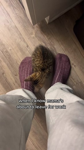 Leaving My Bengal Savannah Cat - Heartbreaking Moment 💔