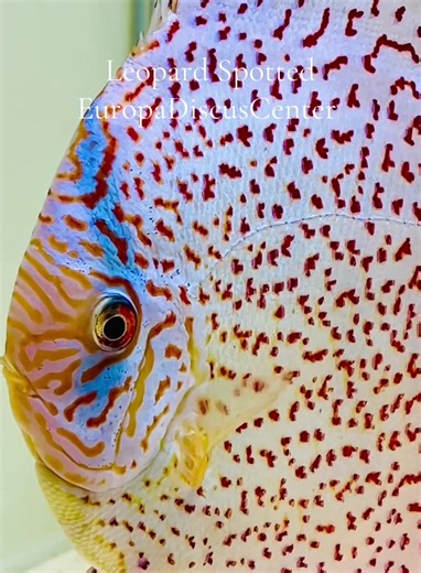 Europa Discus Center - [ ] https://europadiscuscenter.de/stockliste/?v=3a52f3c22ed6 Europa Discus Center Europa Discus Center GbR Rudolf Wagner Mittelwiese 18, 55299, Nackenheim wagner@europadiscuscenter.de