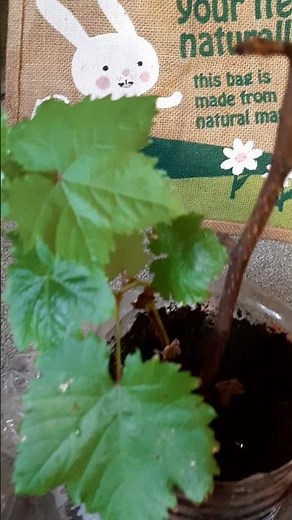 Grow Grape Vine From Cuttings At Home - Grape Cutting - UK