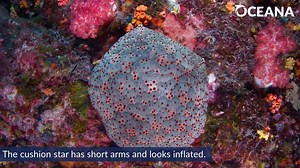 Meet the starfish that looks like a pillow! Learn more in our Marine Life Encyclopedia: https://bit.ly/3qXiaUh | Oceana