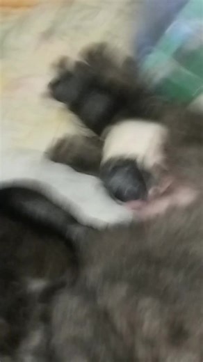 67 (@aed_car)’s videos with Minecraft - C418