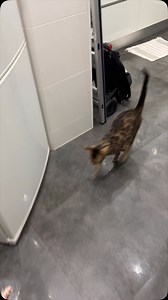 10 useful tricks to teach your cat | outdoorbengal