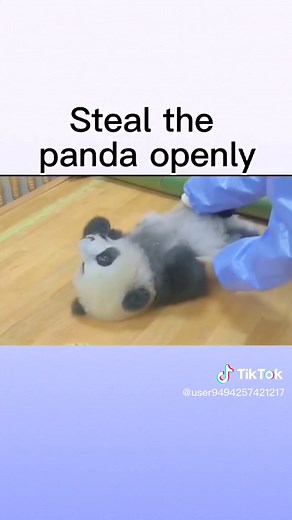 Adorable Panda Interactions in Indoor Sanctuary