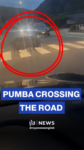 30K views · 237 reactions | A massive pig named Pumba was spotted hobbling across a road in Christchurch, New Zealand. | Roya News English | Facebook