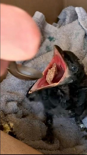 CUTEST Baby Crow Snack Time Ever!