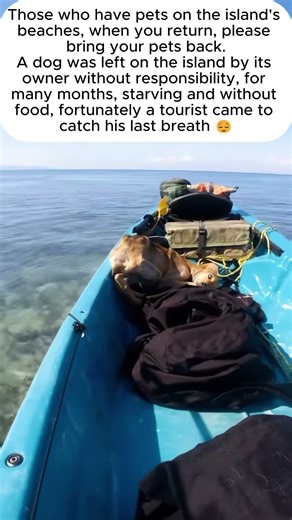 A Dog Abandoned #dog #pets #suport