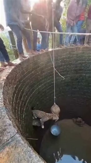 kiran wakade on Instagram: "Leopard Silent Stare — Lean Forward Collapse The leopard stares silently upward. Curious villagers lean forward, but the soaked edge collapses suddenly. #leopardstare #silentpanic #wellchaos #shorts"