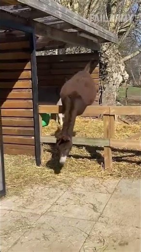 Hilarious Donkey Moments | Funny Donkey Clip You Can’t Stop Laughing At! 🐴 #FunnyDonkey #AnimalHumor