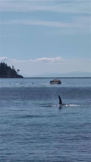 T99 Orcas Spotted at Whytecliff Park incredible Shoreline Sighting, Killer Whales at Whytecliff Park