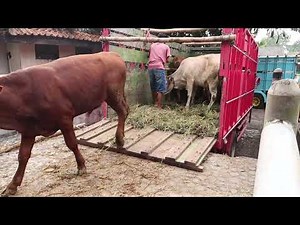 SAPI LUCU ANAK TERNAK SAPI ACEH SAPI BALI TURUN DARI TRUK SAPI PEDET AMBARAWA