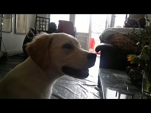 ARCHIE MELDET SICH NOCH EINMAL - CIRCUS POLKA: FOR A YOUNG ELEPHANT BY IGOR STRAWINSKY