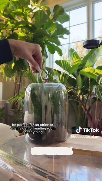 For all these products (& MORE!) head to my Amazon storefront by clicking the link in my bi0 and just search ‘Black Friday’ 🖤 #houseplants #plants #blackfriday #amazon #amazonstorefront #houseplantcare #plantcare #planthelp #planttips #gifts #plantgifts #plantgiftideas #plantlover #houseplantsoftiktok #houseplantclub #houseplantcommunity #fyp #foryoupage #foryourpage #founditonamazon