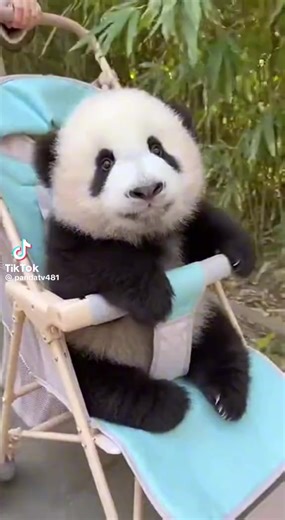 SIS SIONG (@sis.siong)’s videos with 原声 - SIS SIONG