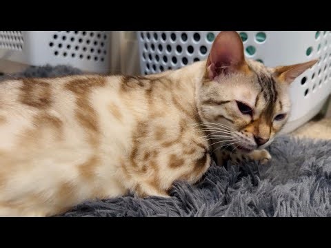 BEST CAT MEOWS AND PURRS EVERRRR