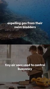 Some fish communicate by farting