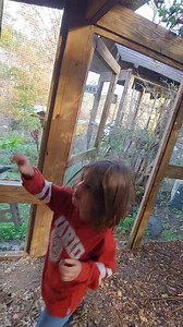 Rock Splat was just getting the hang of 10 zig zags and 10 flips and now Coach Little Farmpit comes in and is demanding tree tricks....poor baby. So much pressure. #SilkieTV #silkies | Hairy Farmpit Girls