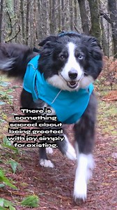 4.5K views · 311 reactions | There is something sacred about being greeted with joy simply for existing. We spend so much of life trying to earn worth, prove ourselves, and hold it together… and then a being we love reminds us that presence alone is enough.  If no one told you today, you deserve love that meets you with excitement, gentleness, and genuine joy just because you’re here. #mentalhealthadvocate #grieftherapykermit | The Modern Mortician | Facebook