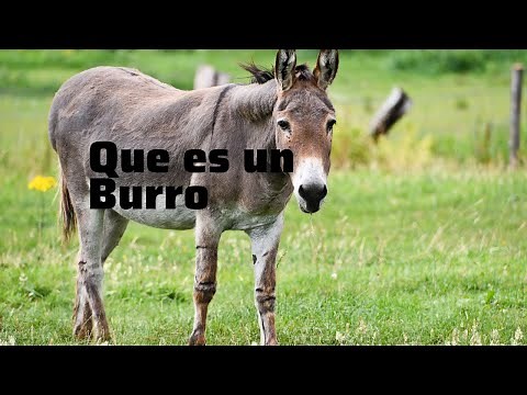 Que es un burro