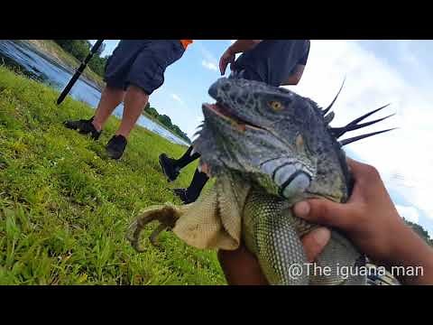 GODFATHER Iguana Tail Whipped ME To The Ground