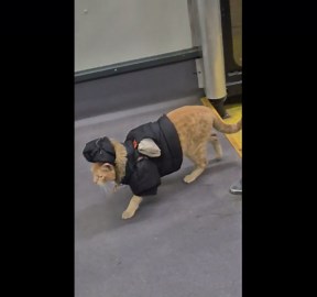 Fashionable Cat Struts Through Public Transport