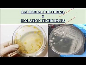 Culturing and isolation of bacteria