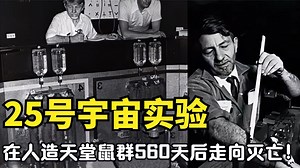 25号宇宙实验，在人造“天堂”里，鼠群560天后走向灭亡！