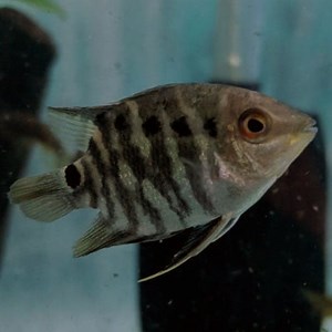 Festivum Flag Cichlid - Jack Wattley Discus