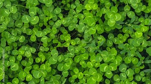 Zoom in out Greenish cleaver natural background. Small green Clover leaves pattern background, Natural and St. Patrick's day background and shamrock wallpaper. Vacation and holiday clovers symbol