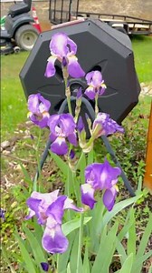 Iris Full Bloom- Grace in every petal