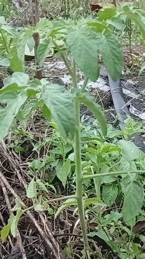 Tomat Servo, musim hujan lahan bekas