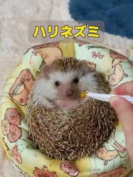 女性は、まだ胸がわずかに上下している新生児を発見した。1時間の緊急処置の後、赤ちゃんはようやく回復した。 #animals #共鳴 #動物 #特有種 #自然 #动物趣事 #癒し