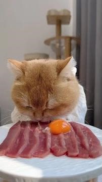 Eat, eat! Cats love raw meat #rawmeatforcats #cat eating broadcast #feed cats #pet eating broadcast