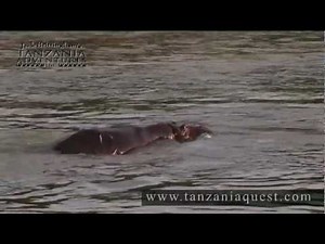 Jack Brittingham's Tanzania Adventures - Archery Hippo Hunt