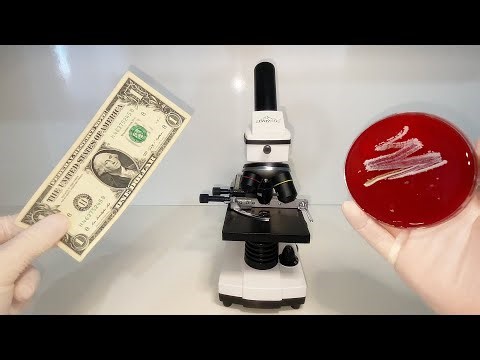 How many germs are in money? 🦠🔬💵We examine it under the microscope.