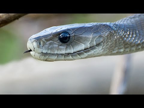 Crocodile Attacks Black Mamba 01 - Crocodile Attacks Snake