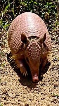 El ARMADILLO que parece un animal PREHISTÓRICO | documental de animales