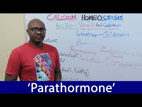 Calcium Homeostasis – Parathyroid Hormone