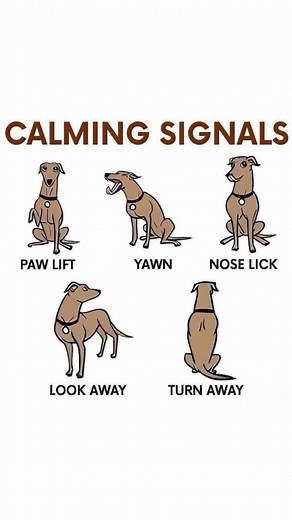 Decode Your Dog’s Secret Signals: Understand Their Behavior