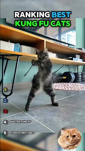 Top Kung Fu Cat Moves You Have To See!