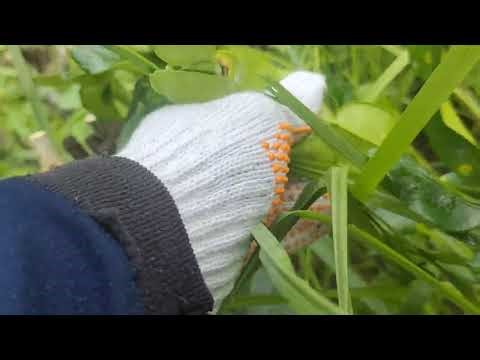 Harvest kaffir lime leaves with scissors ASMR