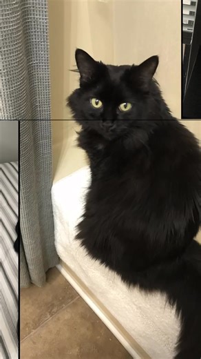 Almost a decade ago, she came to me looking for help during my morning work routine. She was pregnant for the second time living on the streets, eating dog food and drinking pool water. We brought her in and made her a part of our family. She bonded with us and us with her. She showed us all so much love. We had to say goodbye to her yesterday. It was sudden and unexpected,It hurts really bad. we love and miss you Kukla (doll in Greek) and you will always have a special place in our hearts and o