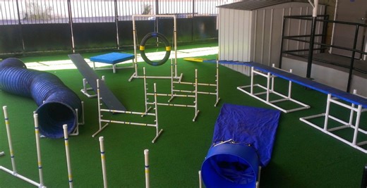 Canine Sports: How to Build a Backyard Agility Course