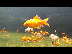 many funny fish in small river